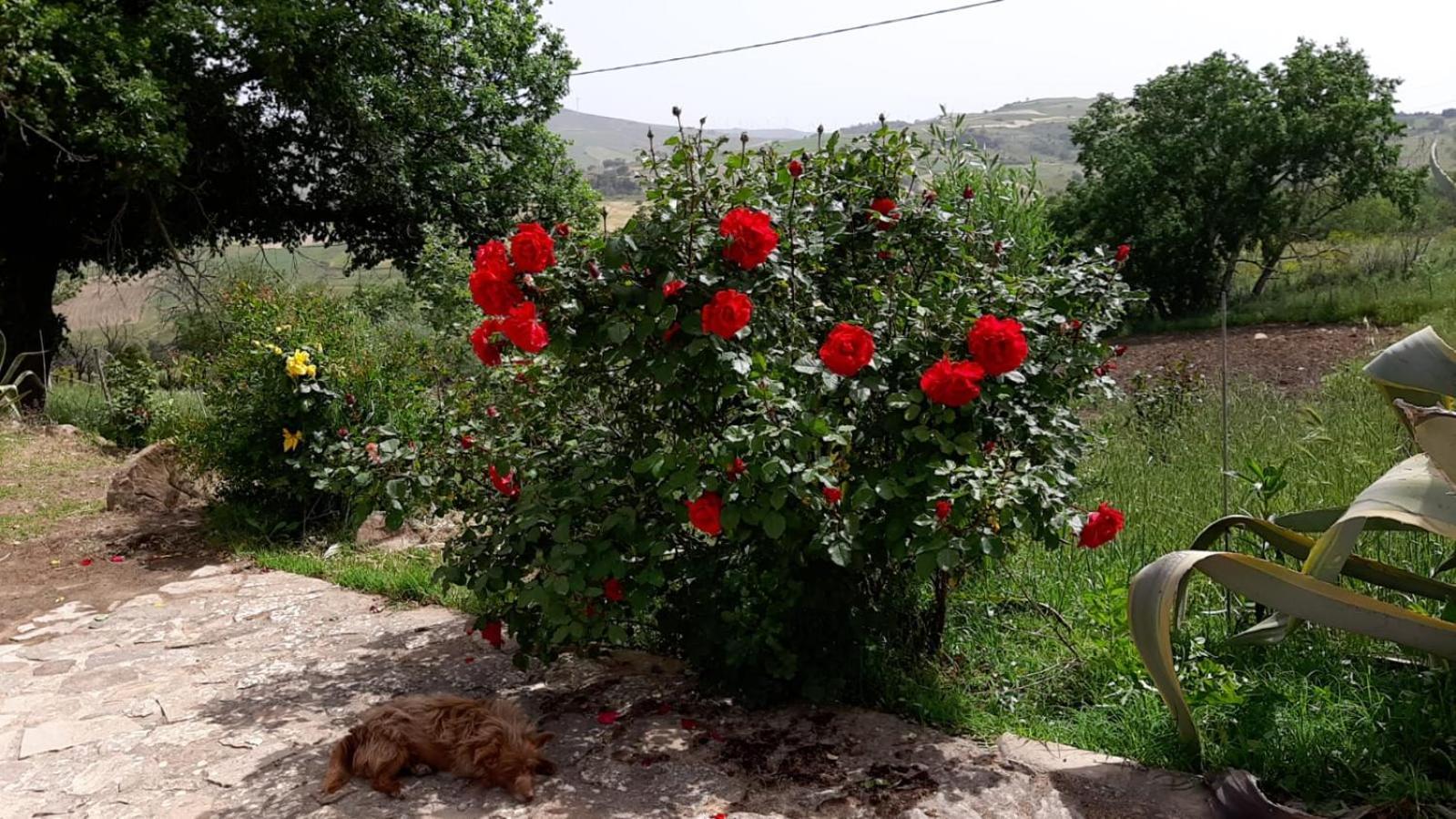 Agriturismo San Pietro Ганджи Экстерьер фото